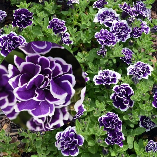 Petunia atkinsiana 'Blueberry Twist' - Petuunia 'Blueberry Twist'